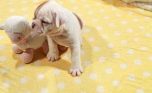 Charming English Bulldog Puppies