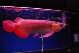 Top quality Asian Arowanas