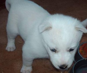 CUTE HUSKY READY FOR PETS LOVING HOMES