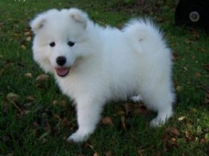 Samoyed Puppies for Free