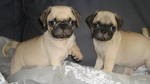 Pug Puppies for Adoption