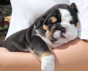 Adorable English Bulldog Puppies