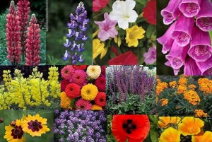Flower Seeds, Hummingbird, Deer Resistant,and more
