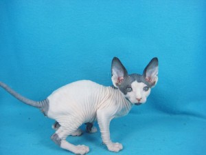 Sphynx Kittens for New Homes