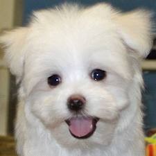 Maltese Puppies