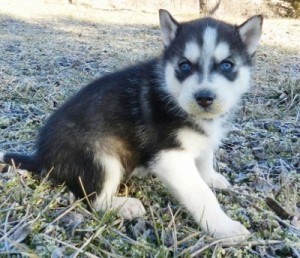 Siberian Huskies, Girl and Boy Availabe