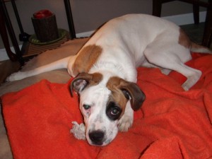 Female Boxer Mix