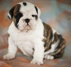 AKC English Bulldog puppies