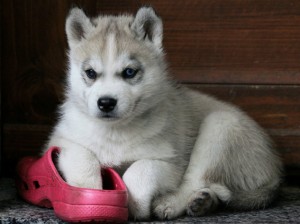 Siberian husky puppies- AKC - 14 weeks old