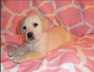 Black and Yellow Labrador Puppies