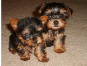 QUALITY YORKIE PUPPIES FOR RE-HOMING