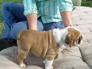 Male and Female Bulldog Puppies