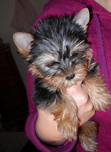 Cute Yorkies for Adoption 10 weeks (2 F,1M)