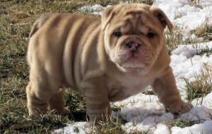Registered English Bulldog Puppies