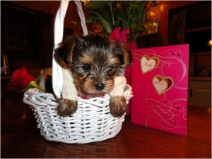 Teacup Yorkies available