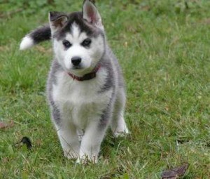 Alert and Healthy Siberian Husky Puppies