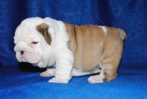 $480 Full blooded English Bulldog puppies for sale