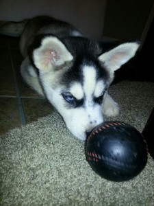 Female Husky 5 months old