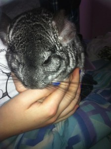 Chinchilla looking for new home