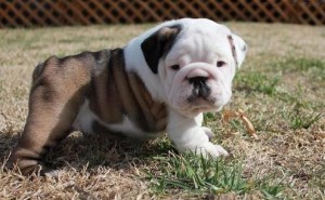 Bulldog puppies for re-homing