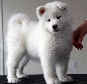 Adorable Samoyed Puppy for Adoption