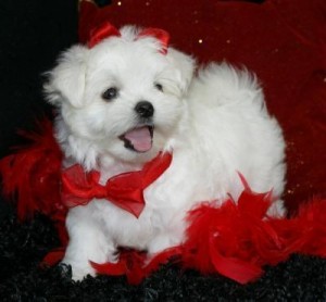 Loving Maltese Puppies