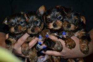 Tiny Yorkie Puppies