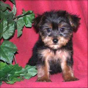 Black and Tan Yorkshire Terrier Puppy