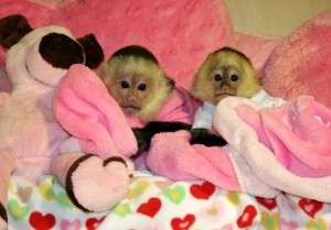 Cute Capuchin Monkeys for Adoption