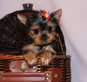 Black and Tan Yorkshire Terrier