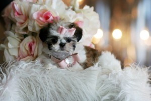 Shih Tzu Puppies