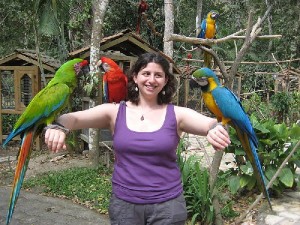 Macaw Parrots