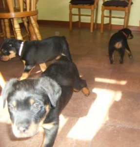 4 beautiful little chunky Rottweiler puppies to re-home.