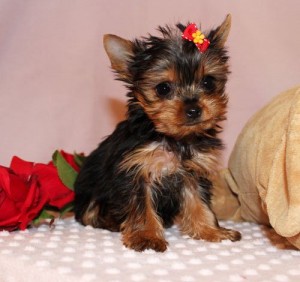 Female Yorkshire Terrier
