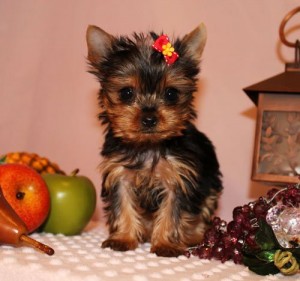 Yorkshire Terrier Puppy