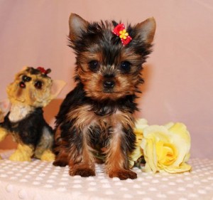 Handsome Yorkshire Terrier Puppy