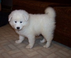 Awesome Samoyed Puppies