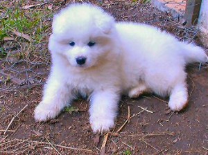 Adorable Samoyed Puppy