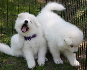 Adorable Samoyed Puppies for Adoption