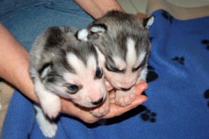 Siberian Husky Amazing Quality