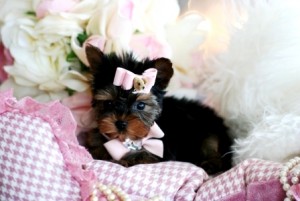 Yorkshire Terrier Pup