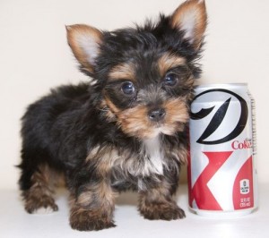 $180 Teacup yorkie puppies.