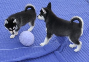 Siberian Husky Puppies