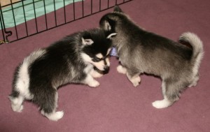 one-of-a-kind Siberian Husky Puppies