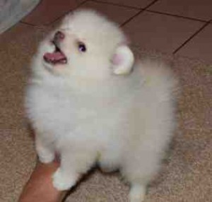 Stunning Teacup Pomeranian Puppies