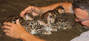 Bengal Kittens Available