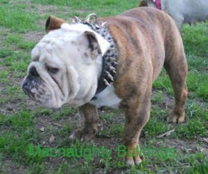 Tri-color nglish Bulldog puppies