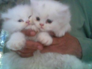 Adorable Persian Kittens