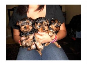Teacup Yorkie Puppies For Adoption