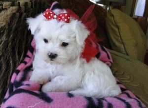 Female Teacup Maltese